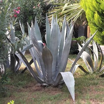 Agave americana en situation