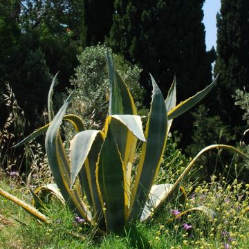 Agave americana 'Variegata' Meilland Richardier