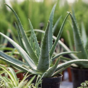 Aloe vera, succulente Meilland Richardier
