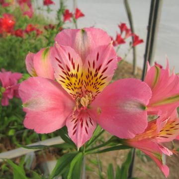 Alstroemere Pierre