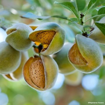 Amandier Nain de jardins® Mini Mandier