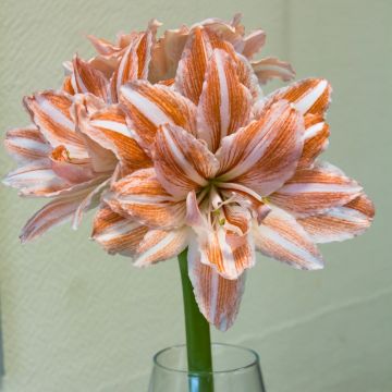 Amaryllis Dancing Queen