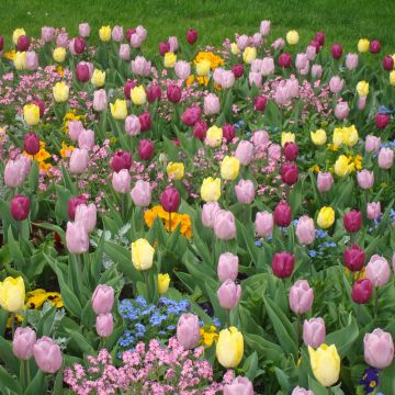Assortiment tulipes simples hâtives Pastel