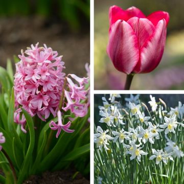 Assortiment Baléares : jacinthe + tulipe + narcisse
