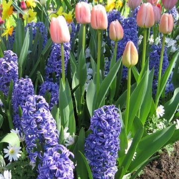 Assortiment Bretagne Tulipe + Jacinthe, bulbes Meilland Richardier