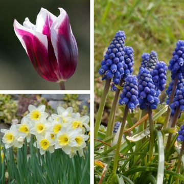 Assortiment champêtre : tulipe muscari narcisse