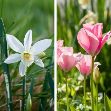 Assortiment de bulbes mélange Amore Tulipes + Narcisses