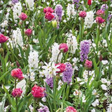 Assortiment parfumé Diane, tulipe + narcisse + jacinthes Meilland Richardier