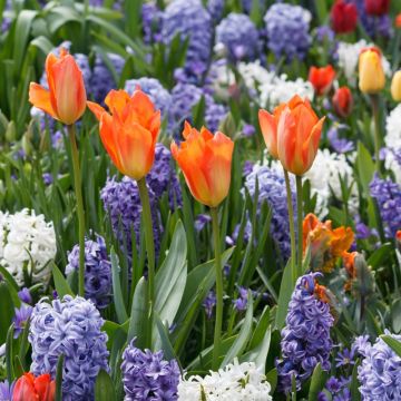 Assortiment La Roquebrunoise : Tulipes + Jacinthes