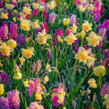 Assortiment Vintage : Narcisses + Tulipes + Jacinthes
