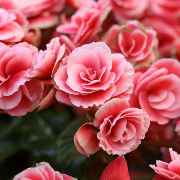 Bégonia à fleurs de camélia