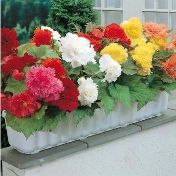 Bégonias à fleurs d'oeillet en mélange