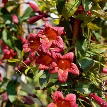Bignonia capreolata atrosanguinea, bignone chocolat Meilland Richardier