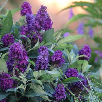 Mini Buddleia Davidii Tiny Buddy ® Deep Blue Mini Buddleia Davidii Tiny Buddy ® Deep Blue