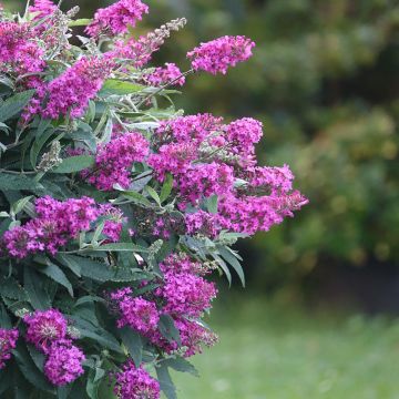 Mini Buddleia Davidii Tiny Buddy® Hot Pink ‘Condappin’