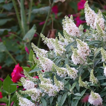 Mini Buddleia Davidii Tiny Buddy® White 'Dapcomwhi' cov 