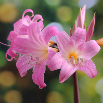 Amaryllis Belladona ou Lis de Jersey