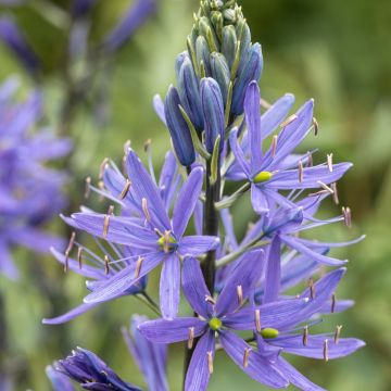 Camassia Blue Melody