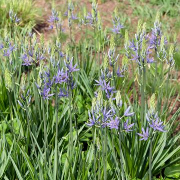 Camassia quamash, camassia esculenta, jacinthe des Indiens, Bulbes Meilland Richardier