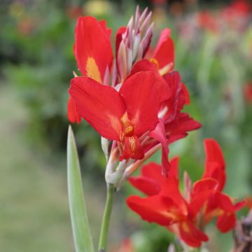 Canna nain Flamenco