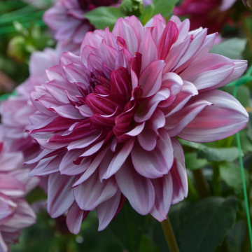 Dahlia Crème de cassis