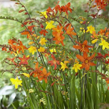 Montbretias en mélange
