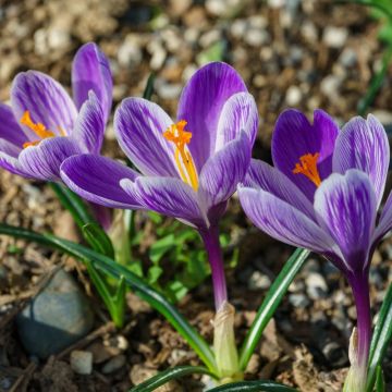 Crocus Roi des Stries