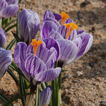 Crocus Roi des Stries