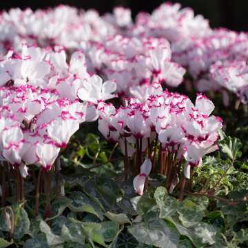 Cyclamen parfumé ABSOLU ® de Morel, fleurs de saison Meilland Richardier