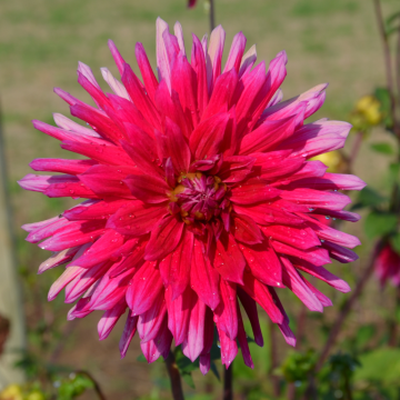 Dahlia cactus à grandes fleurs Allegro