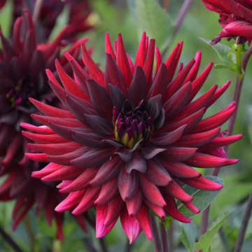 Dahlia cactus à grandes fleurs Chat Noir