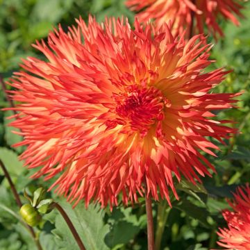 Dahlia cactus dentelle à grandes fleurs feu du soleil Le lot de 2