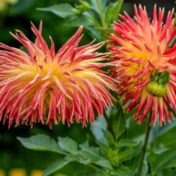 Dahlia cactus à grandes fleurs Phenix