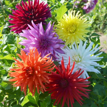 Dahlias Cactus à grandes fleurs en mélange