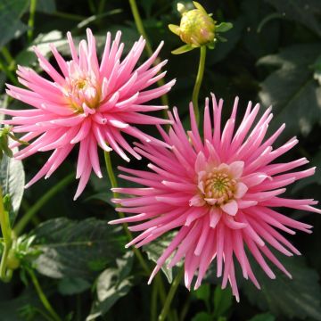 Dahlia Cactus Park Princess
