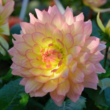 Dahlia nain GALLERY ® PABLO ®