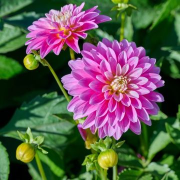 Dahlia nain GALLERY ® REMBRANDT ®
