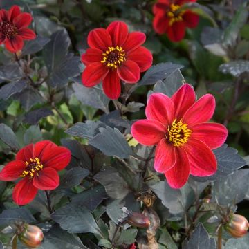 Dahlia nain simple au feuillage décoratif noir Dame de feu