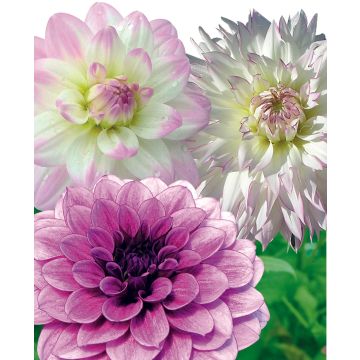 Dahlias Assortiment Nuances Délicates
