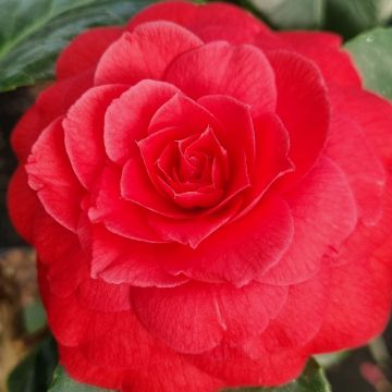 Succombez aux grandes fleurs intenses du Camélia Princesse de Baciocchi !
