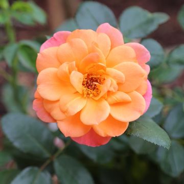 Rosier Sugar CANDY ROSE® Meiconfiz