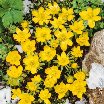 Eranthis hyemalis, helléborine d'hiver, bulbes faciles Meilland Richardier