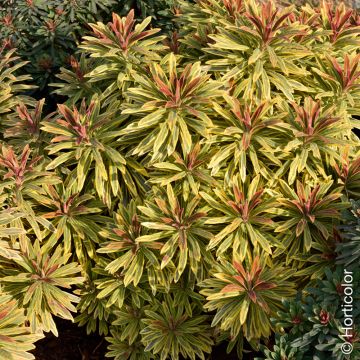Euphorbe martinii Ascot Rainbow, vivace persistante Meilland Richardier
