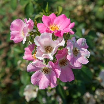 Rosier FRIENDLY ® Pink Meissalu
