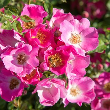 Rosier FRIENDLY ® Purple Meicosme