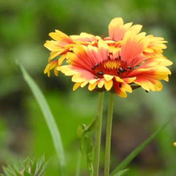 Gaillarde Amber Wheels