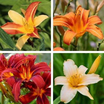 Hémérocalles hybrides en mélange