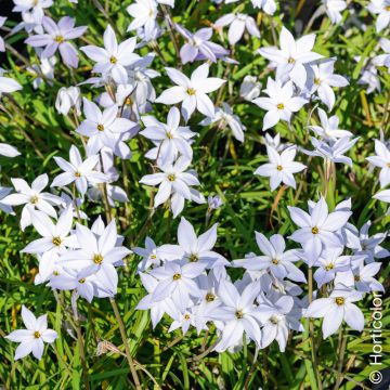 Ipheion uniflorum Wisley Blue, Bulbe vivace Meilland Richardier