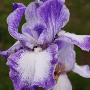 Iris à grandes fleurs ‘Acropole’
