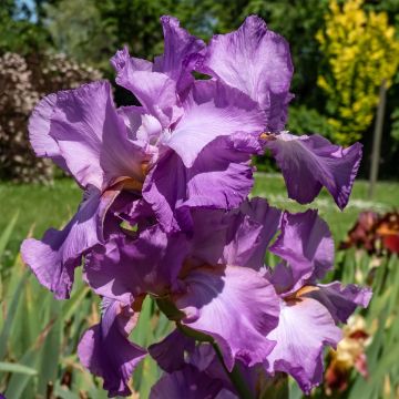 Iris Amethyst flame